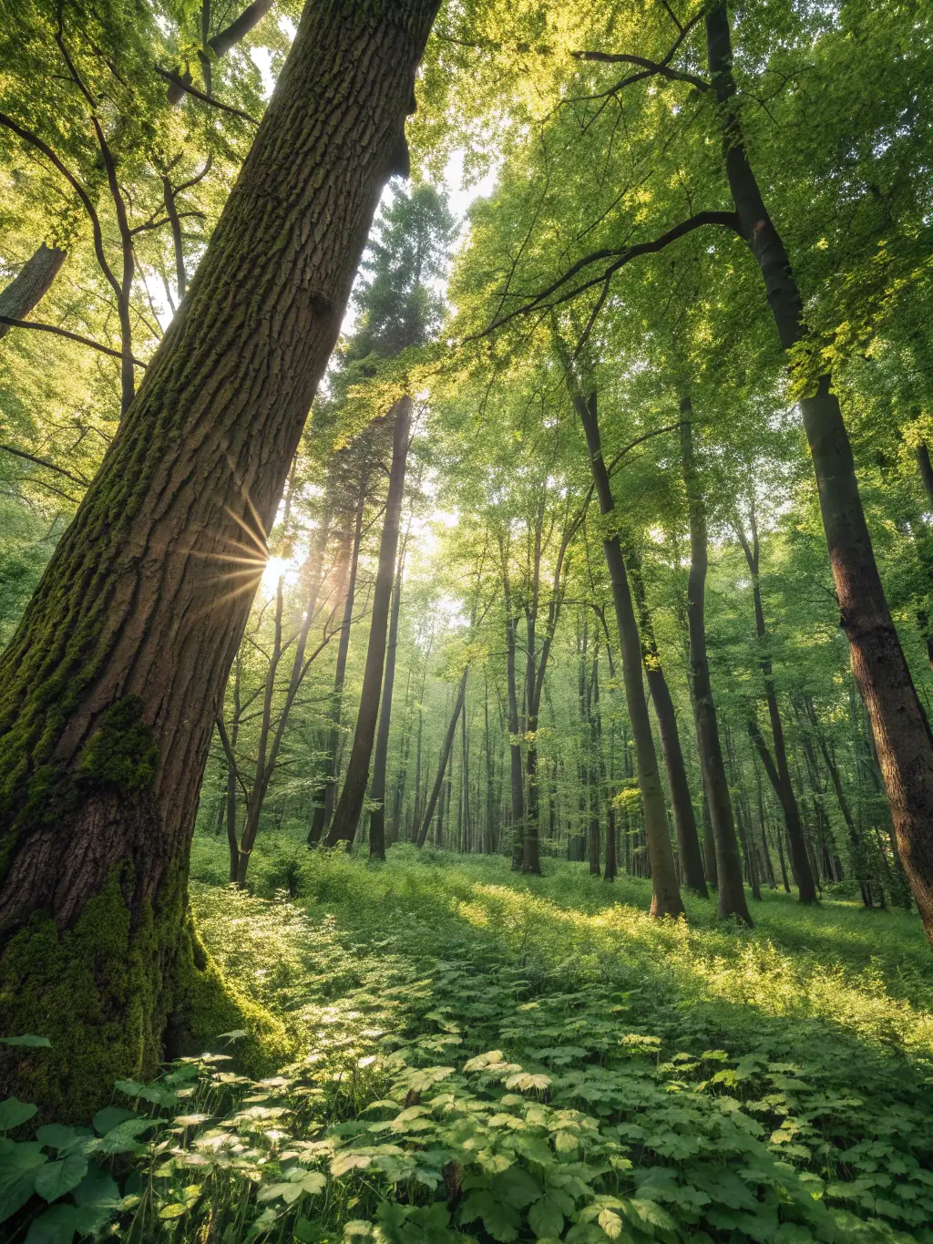 A scenic image showcasing a reforested area managed by ASSOCIATION COMMUNALE DE CHASSE AGREE DE JUNHAC, highlighting habitat conservation and biodiversity efforts.
